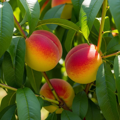 5ft 'Saturne' Peach Tree | 9L Pot | 2 Years Old