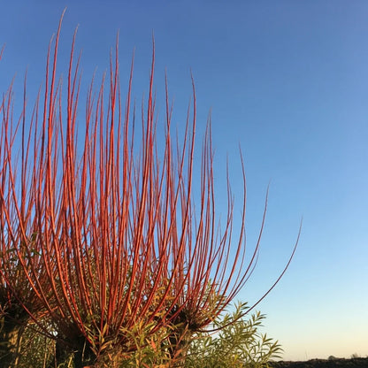 80-100cm Coral Bark Willow Hedging | Salix alba 'Chermesina' | Bare Root