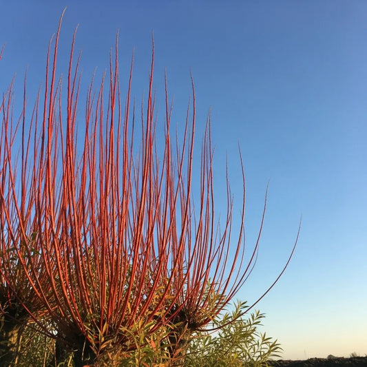 80-100cm Coral Bark Willow Hedging | Salix alba 'Chermesina' | Bare Root