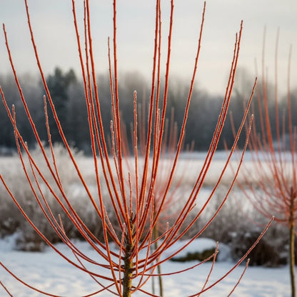 5ft Scarlet Willow Tree | Salix alba 'Chermesina' | Bare Root | 2 Years Old