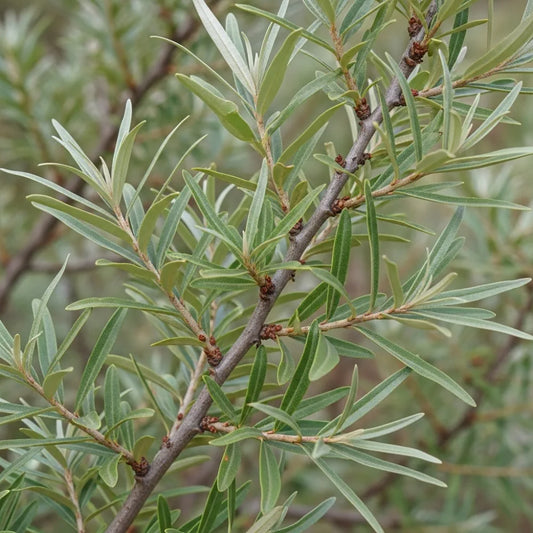 45-60cm Sea Buckthorn Hedging | Hippophae rhamnoides | Bare Root