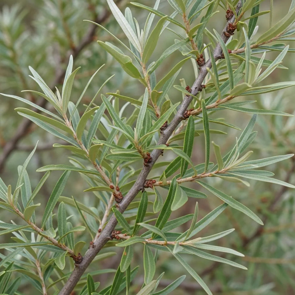 60-90cm Sea Buckthorn Hedging | Hippophae rhamnoides | Bare Root