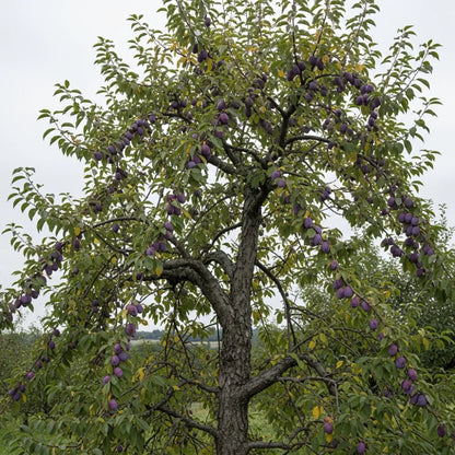 5ft 'Shropshire Prune' Damson Tree | 9L Pot | 2 Years Old