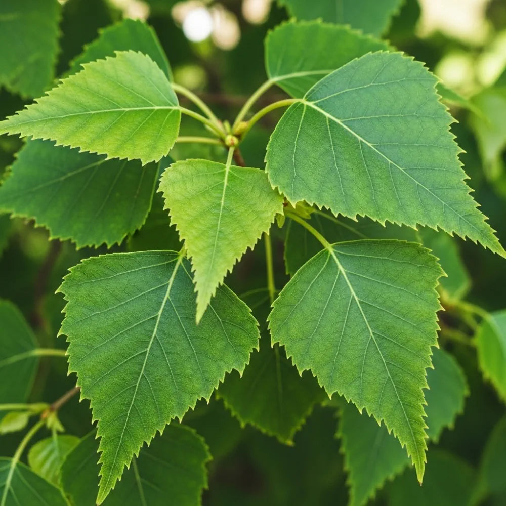 100-125cm Silver Birch Hedging | Betula pendula | Bare Root