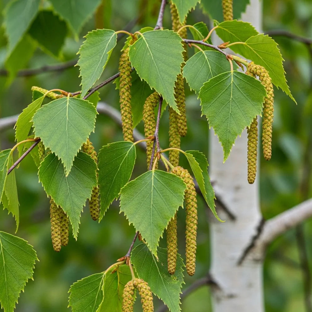 80-100cm Silver Birch Hedging | Betula pendula | Bare Root