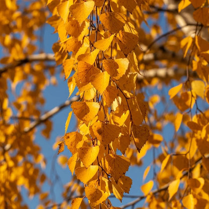 15ft Heavy Standard Silver Birch Tree | Betula Pendula | 12/14cm Girth | Grown in 40L Airpot