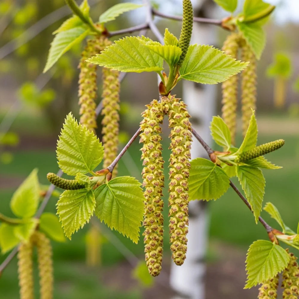 6ft Silver Birch Tree | Betula Pendula | 5L Pot