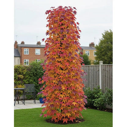 5ft Sweetgum Tree | Liquidambar styraciflua 'Slender Silhouette' | 9L Pot