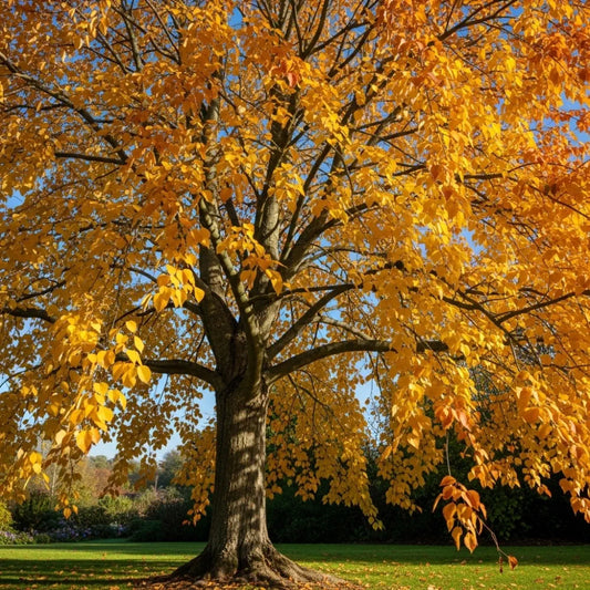 5ft Small-Leaved Lime Tree | Tilia cordata 'Winter Orange' | 9L Pot