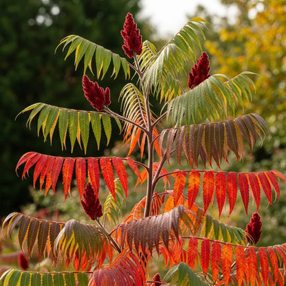 3ft Smooth Sumach Tree | Rhus glabra | 9L | 2 Years Old