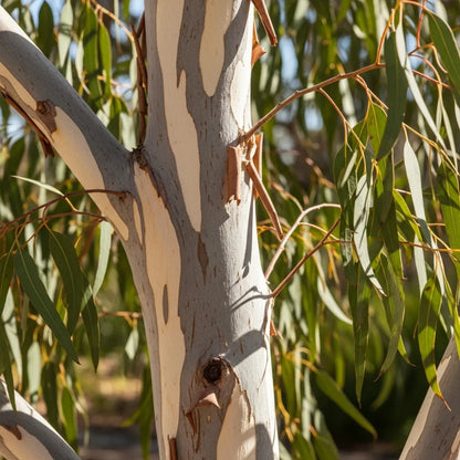 5ft Snow Gum Tree | Eucalyptus pauciflora 'Niphophila' | 9L Pot | 2 Years Old