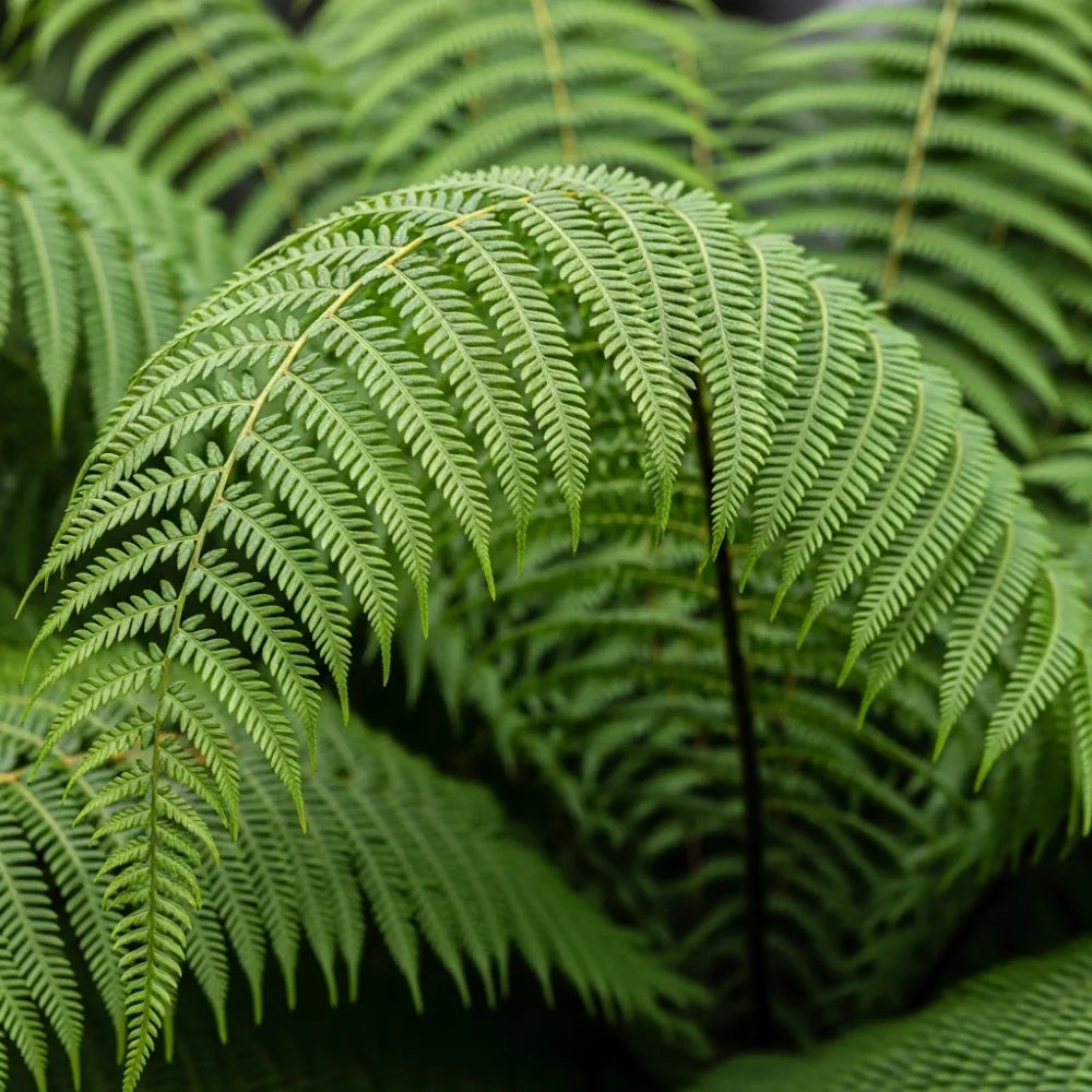 1.5ft Hardy Tree Fern | Dicksonia antarctica