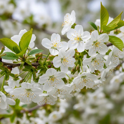 7ft Half-Standard 'Stella' Mature Cherry Tree | 6/8cm Girth | Grown in 20L Airpot