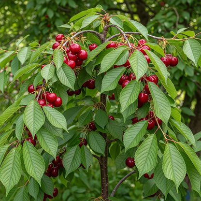 7ft Half-Standard 'Stella' Mature Cherry Tree | 6/8cm Girth | Grown in 20L Airpot