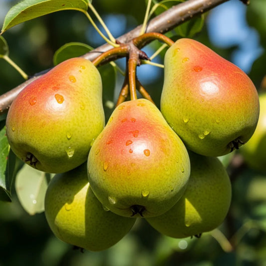 Stepover 'Conference' Pear Tree | Bare Root