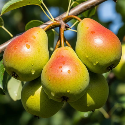 Stepover 'Concorde' Pear Tree | Bare Root
