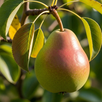 Stepover 'Williams' Bon Chrétien' Pear Tree | Bare Root