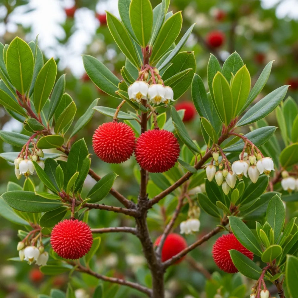 6ft Half-Standard Strawberry Tree | Mature Bare Root Arbutus Unedo | 6/8cm Girth