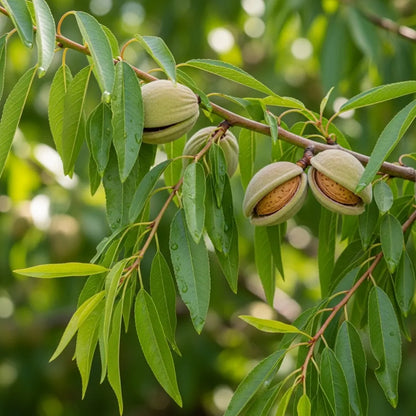 5ft 'Sultane' Almond Tree | Prunus dulcis | 9L Pot | 2 Years Old