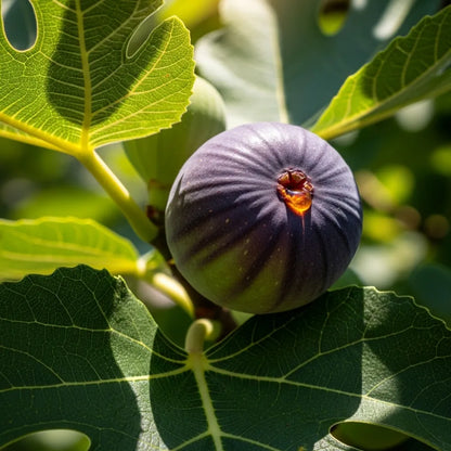 3ft 'Sultane' Fig Tree | 3L Pot