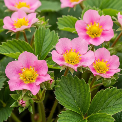 6 Summer Breeze Cherry' Strawberry Plants | 9cm Pots
