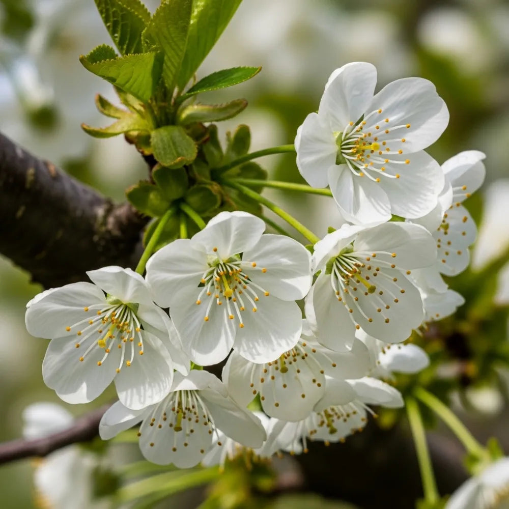 5ft 'Summer Sun' Cherry Tree | 9L Pot | 2 Years Old