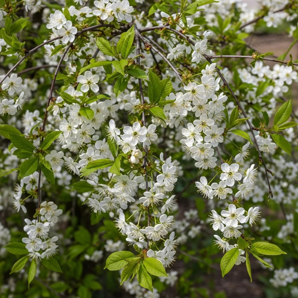 80-100cm Sweet Cherry Hedging | Prunus avium | Bare Root