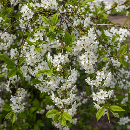 80-100cm Sweet Cherry Hedging | Prunus avium | Bare Root