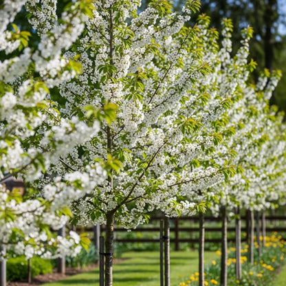 80-100cm Sweet Cherry Hedging | Prunus avium | Bare Root