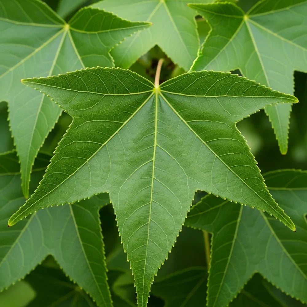 5ft Sweetgum Tree | Liquidambar styraciflua | 9L Pot | 2 Years Old