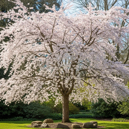 5ft 'The Bride' Cherry Blossom Tree | Prunus incisa | 9L Pot | 2 Years Old