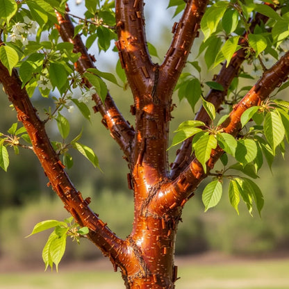13ft Standard Tibetan Cherry Tree | Mature Bare Root Prunus Serrula | 8/10cm Girth