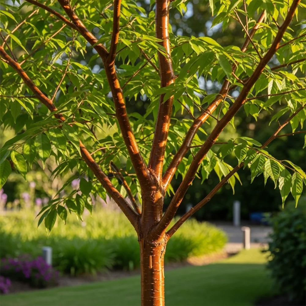 5ft Tibetan Cherry Tree | Prunus Serrula | Bare Root | 2 Years Old