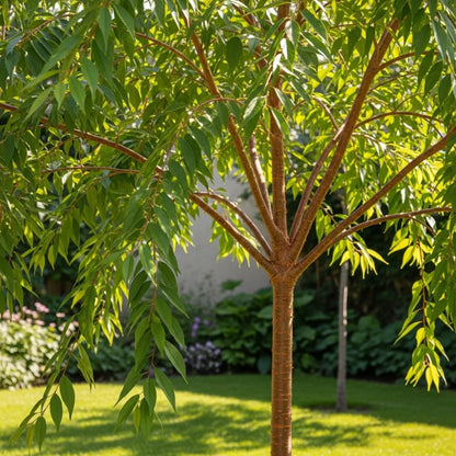 10ft Half-Standard Tibetan Cherry Tree | Mature Prunus Serrula | 6/8cm Girth | Grown in 20L Airpot