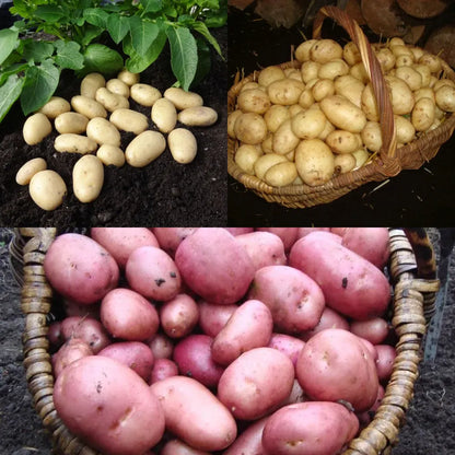 #3 Varieties (3kg Total)