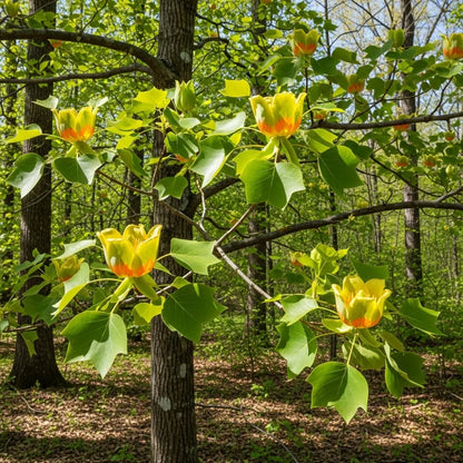 5ft Tulip Tree | Liriodendron tulipifera | 9L Pot | 2 Years Old