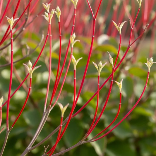 Ultimate Winter Colour Collection 6 different shrubs