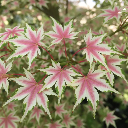 5ft Variegated Japanese Maple Tree | Acer palmatum 'Beni-schichi-henge' | 15L Pot