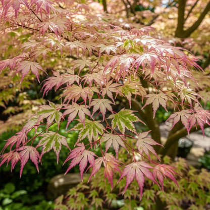5ft Variegated Japanese Maple Tree | Acer palmatum 'Shirazz' | 15L Pot