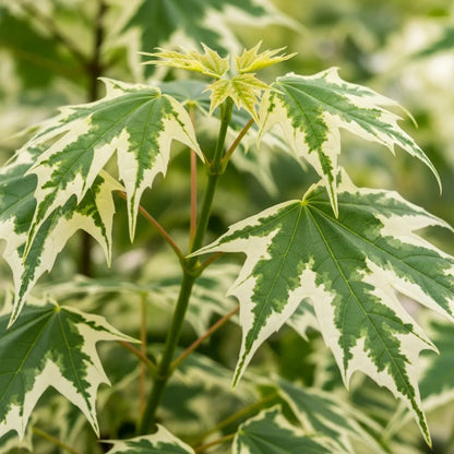 7ft Mature Variegated Norway Maple Tree | Acer platanoides 'Drummondii' in an 18L Pot | 4 Years Old