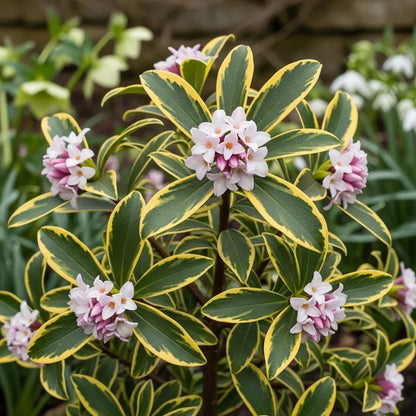 20cm Variegated Winter Daphne | Daphne odora 'Aureomarginata' | 9cm Pot