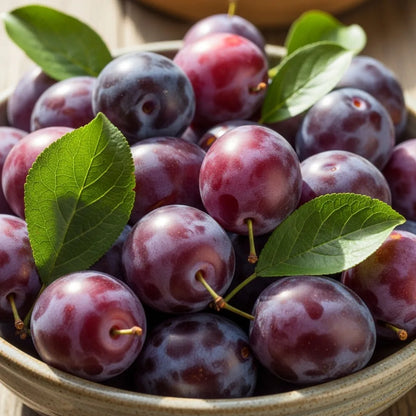 7ft Half-Standard 'Victoria' Mature Plum Tree | 6/8cm Girth | Grown in 20L Airpot