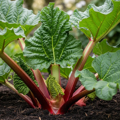 Victoria' Rhubarb Plant | 3 Bare Root Crowns