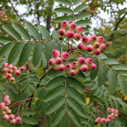 8ft Half-Standard Vilmorin's Rowan Tree | Mature Sorbus Vilmorinii | 6/8cm Girth | Grown in 40L Airpot