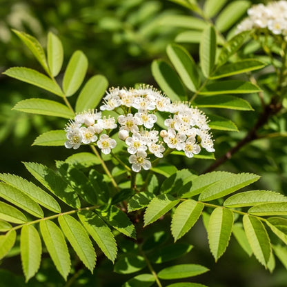 5ft 'Vilmorinii' Rowan Tree | Sorbus | 9L Pot | 2 Years Old