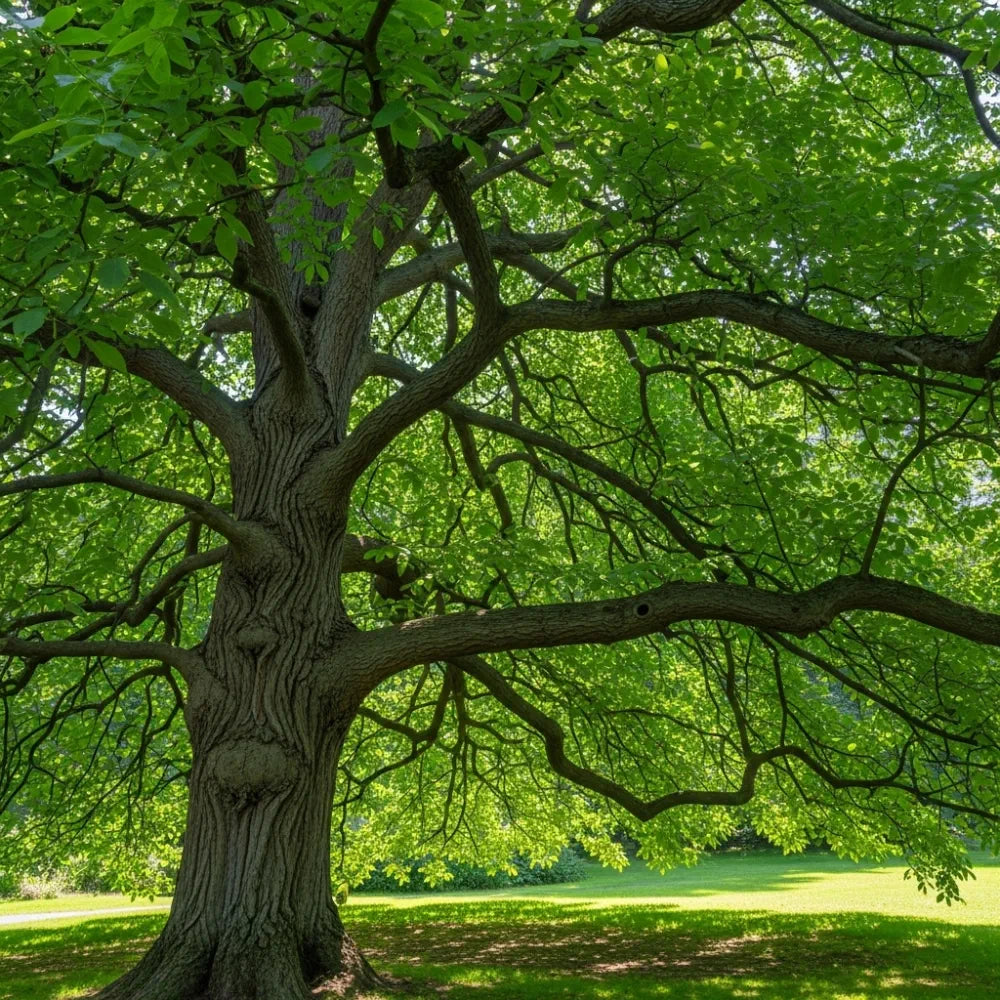 5ft Walnut Tree | Juglans regia | 9L Pot | 2 Years Old