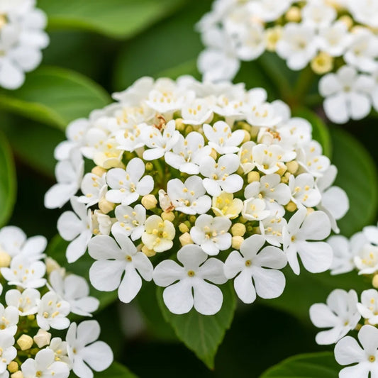 45-60cm Wayfarer Hedging | Viburnum lantana | Bare Root