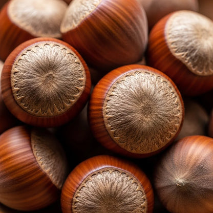 3ft 'Webb's Prize' Hazelnut Tree | Corylus avellana | Bare Root