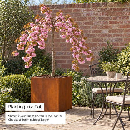 Weeping cherry tree planted in a corten steel cube planter