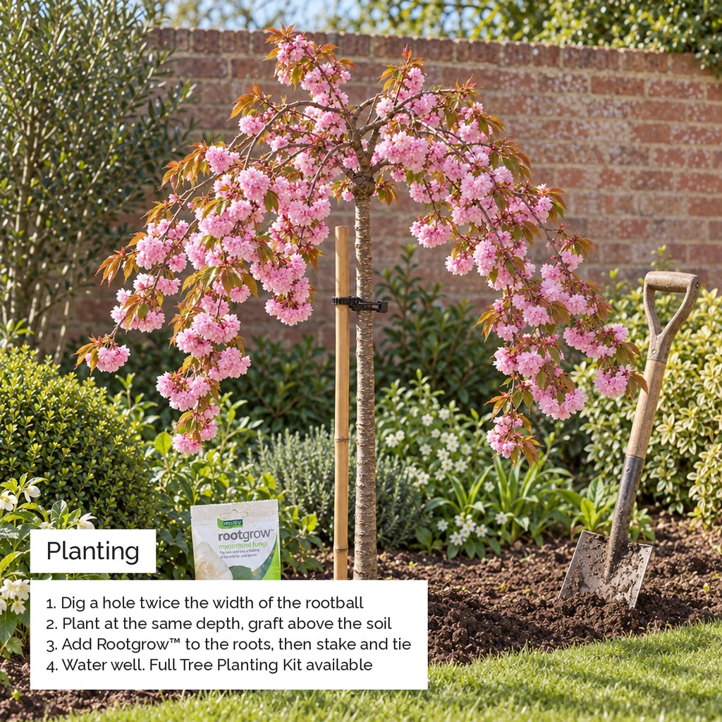 How to plant a weeping cherry tree in the ground
